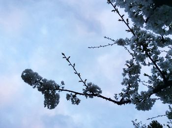 Low angle view of tree against cloudy sky