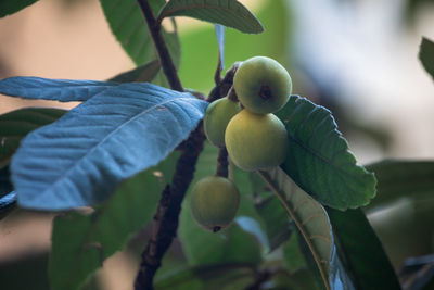 Close-up of fruits growing on tree