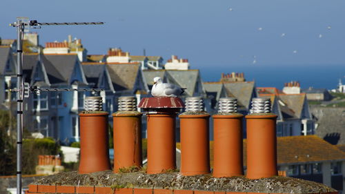 View of bird perching on chimney