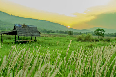 Scenic view of agricultural field against sky