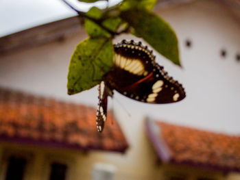 Close-up of butterfly on leaf