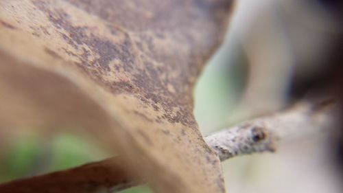 Close-up of plant against blurred background