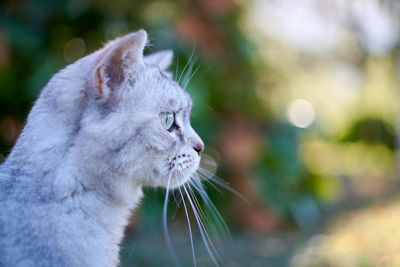 Close-up of cat