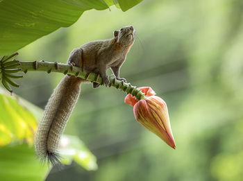 Close-up of insect on flower