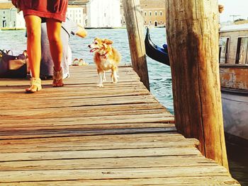 Dog standing in water