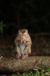 Wild monkeys are lounging and eating on the ground. in khao yai national park, thailand