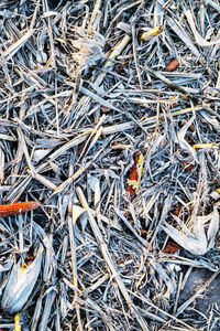 Full frame shot of dry twigs on field