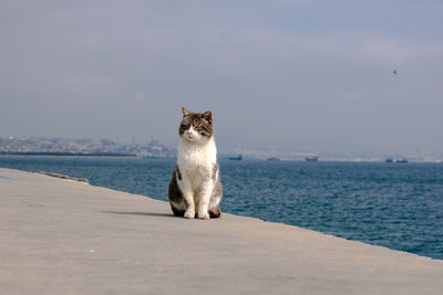 Portrait of a cat