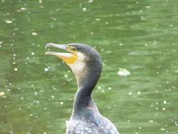 Close-up of duck on lake