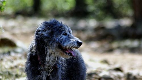 Close-up of dog outdoors