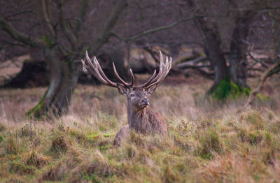 Deer on field