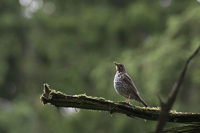 Close-up of thrush perching on twig