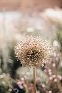 Close-up of dandelion against blurred background