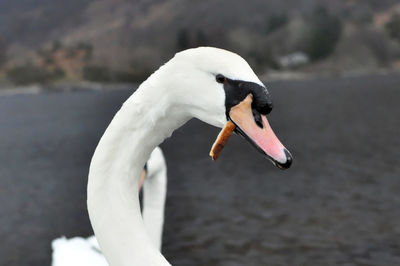 Close-up of swan