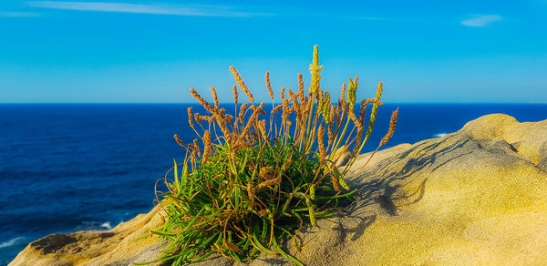 Plants growing by sea against sky