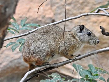 Close-up of squirrel on tree