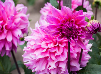 Close-up of pink dahlia blooming outdoors