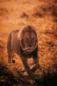 Portrait of lion walking on land