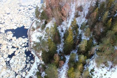 Close-up of snow covered trees