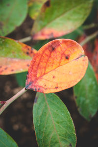 Close-up of autumnal leaves