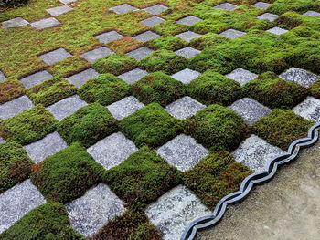 High angle view of moss and stones in zen garden.