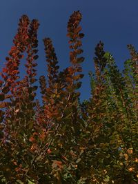 Low angle view of plants against clear blue sky