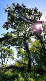 Low angle view of trees in forest