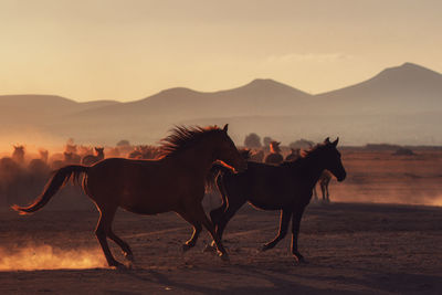 Horses on a land