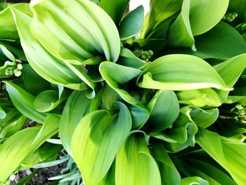 Full frame shot of green plant