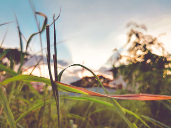 Close-up of grass on field against sky