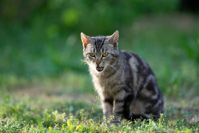 Portrait of a cat on field