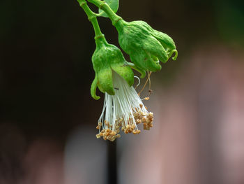 Close-up of flowering plant