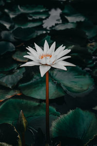 Close-up of water lily in lake