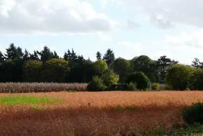 Scenic view of field against sky