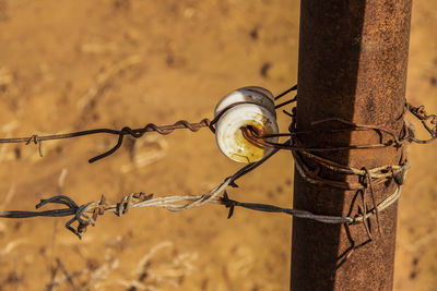 Close-up of barbed wire on fence