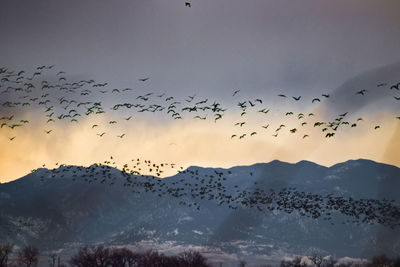 Flock of birds flying in the sky