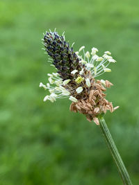 Close-up of wilted flower on field