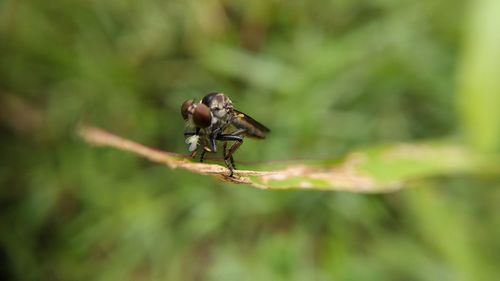 Close-up of insect on leaf