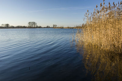 Reeds growing in a calm blue lake