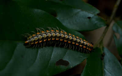 Close-up of insect on leaf