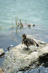 Ducks in a lake