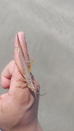 Close-up of hand holding leaf against blurred background