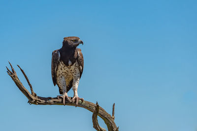 Martial eagle looks right from twisted branch