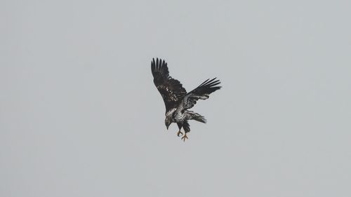 Low angle view of eagle flying against clear sky