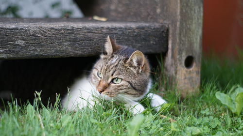 Portrait of tabby cat on field