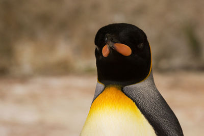 Close-up of penguin