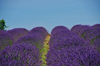 Purple flowering plants on field against sky