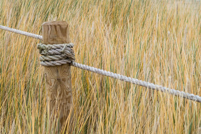 Rope tied on wooden post on grassy field