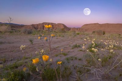 Scenic view of desert against sky