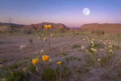 Scenic view of desert against sky